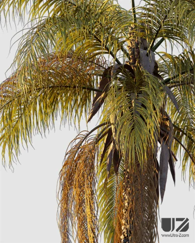 PALM TREE – Sunset Light