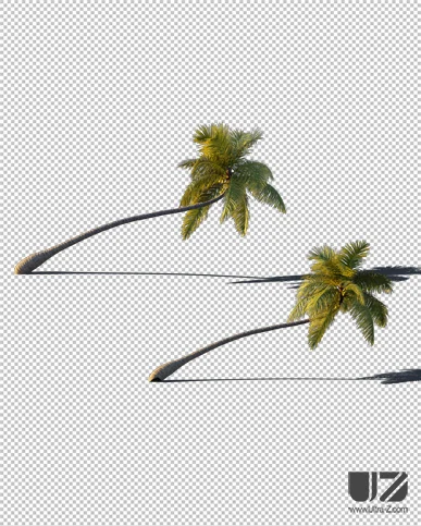 PALM TREE – Sunset Light