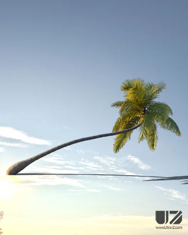 PALM TREE – Sunset Light