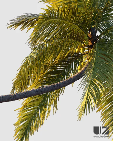 PALM TREE – Sunset Light