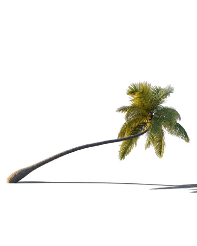 PALM TREE – Sunset Light