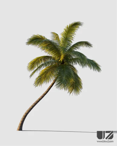 PALM TREE – Sunset Light