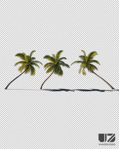 PALM TREE – Sunset Light