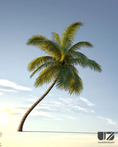 PALM TREE – Sunset Light