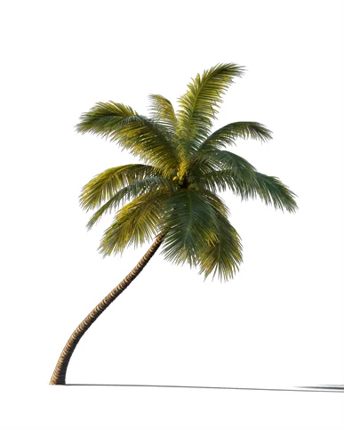 PALM TREE – Sunset Light