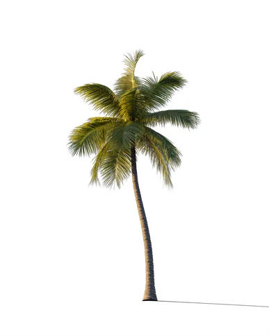 PALM TREE – Sunset Light