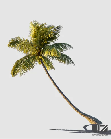 PALM TREE – Sunset Light