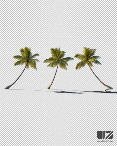 PALM TREE – Sunset Light