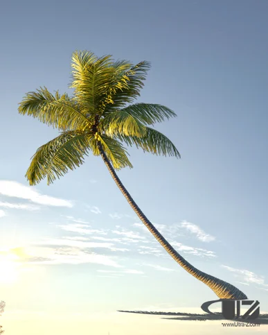 PALM TREE – Sunset Light
