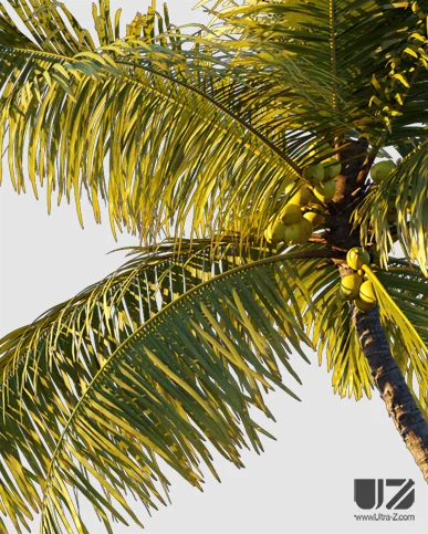 PALM TREE – Sunset Light