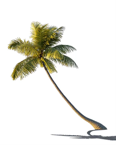 PALM TREE – Sunset Light