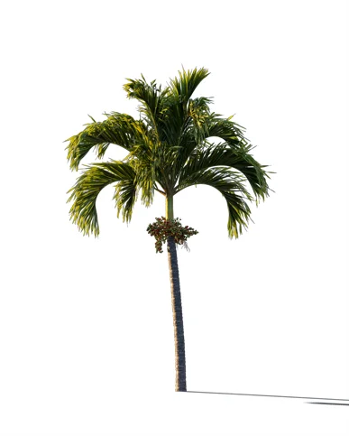 PALM TREE – Sunset Light