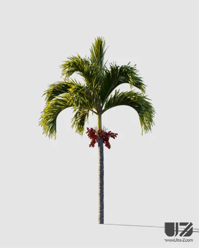 PALM TREE – Sunset Light