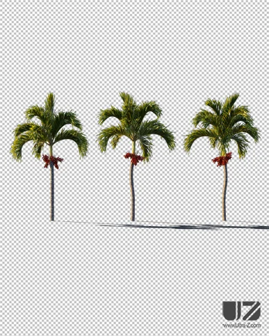 PALM TREE – Sunset Light