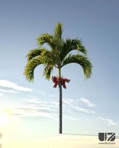 PALM TREE – Sunset Light