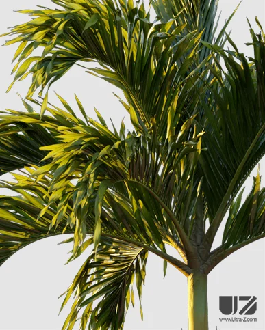 PALM TREE – Sunset Light