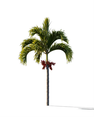 PALM TREE – Sunset Light