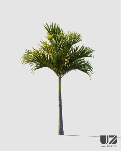 PALM TREE – Sunset Light