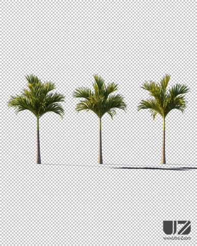 PALM TREE – Sunset Light