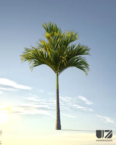 PALM TREE – Sunset Light
