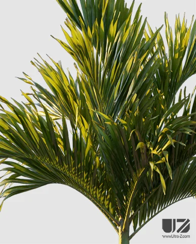 PALM TREE – Sunset Light