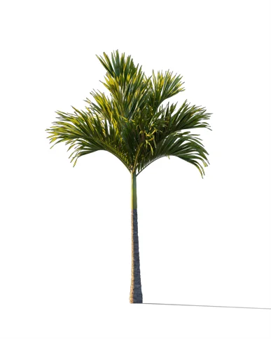 PALM TREE – Sunset Light