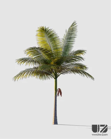 PALM TREE – Sunset Light