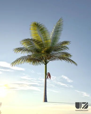 PALM TREE – Sunset Light