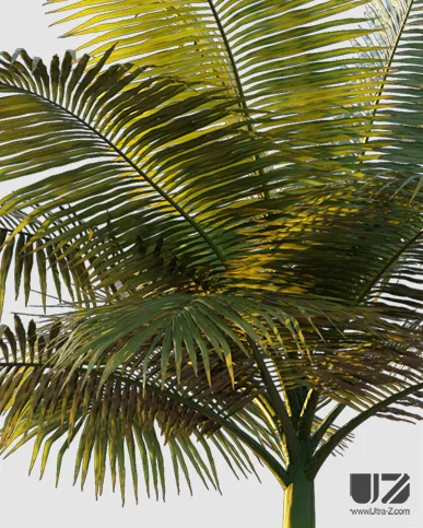 PALM TREE – Sunset Light