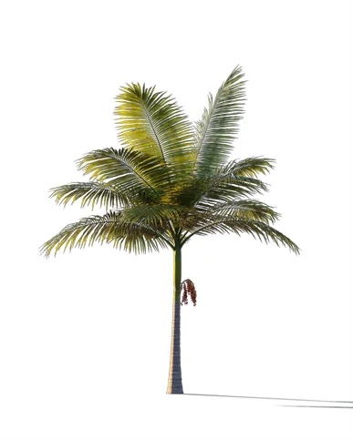 PALM TREE – Sunset Light