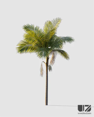 PALM TREE – Sunset Light