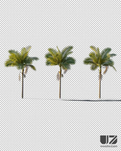 PALM TREE – Sunset Light