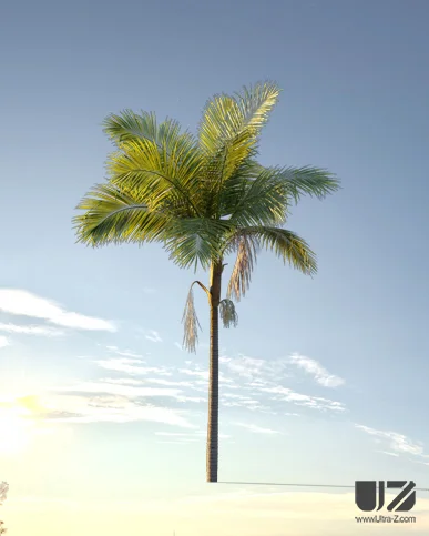 PALM TREE – Sunset Light