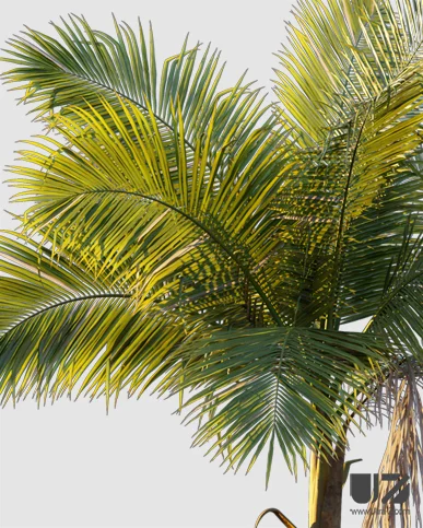 PALM TREE – Sunset Light