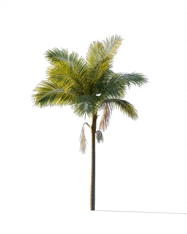 PALM TREE – Sunset Light