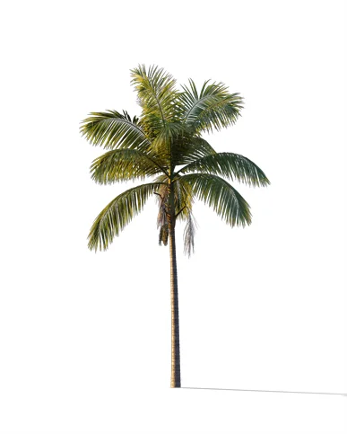 PALM TREE – Sunset Light