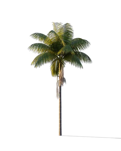 PALM TREE – Sunset Light