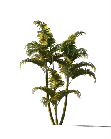 PALM TREE – Sunset Light