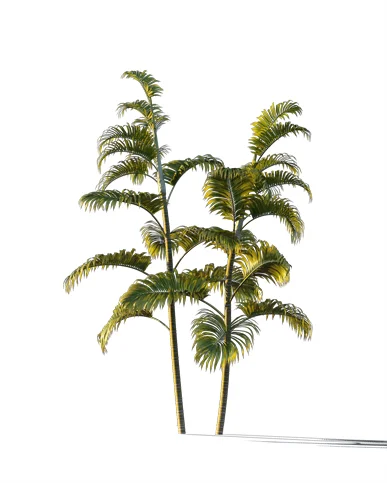 PALM TREE – Sunset Light