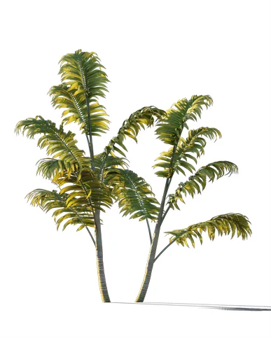 PALM TREE – Sunset Light